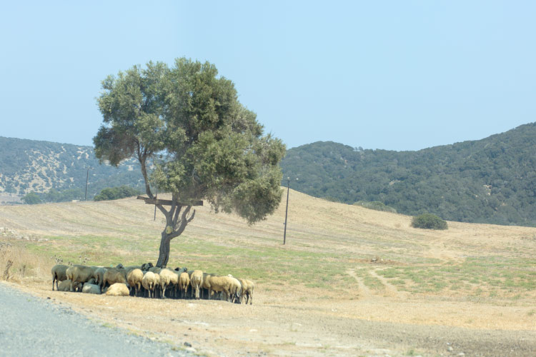 north cyprus road trip