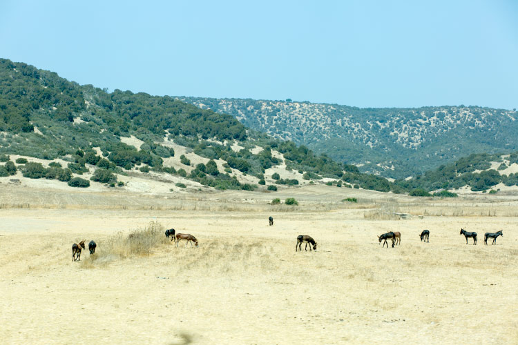 north cyprus road trip