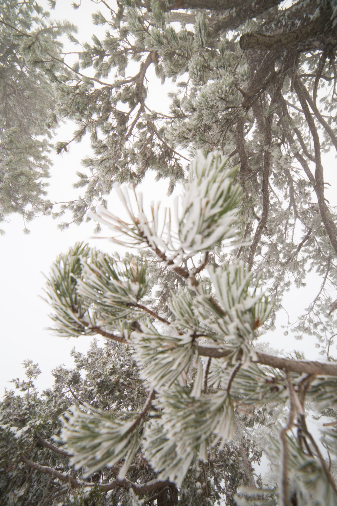 first-snow-troodos-cyprus-32