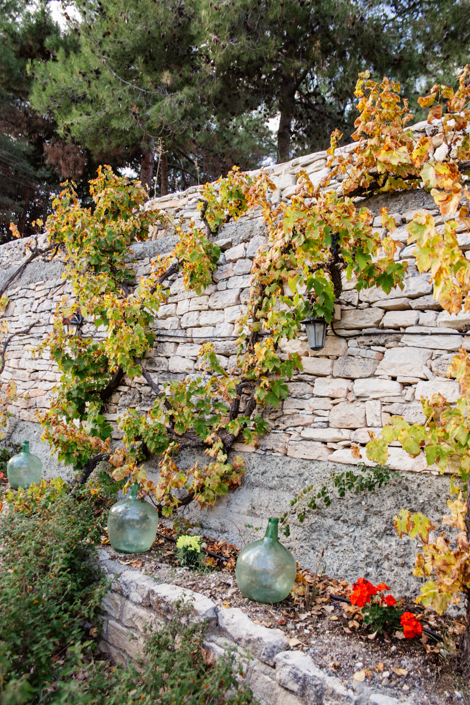 Wineries in Cyprus - Ayia Mavri Winery