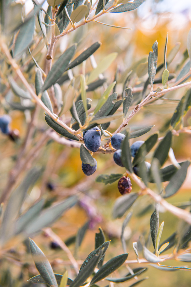 oleastro olive oil park and museum cyprus 17