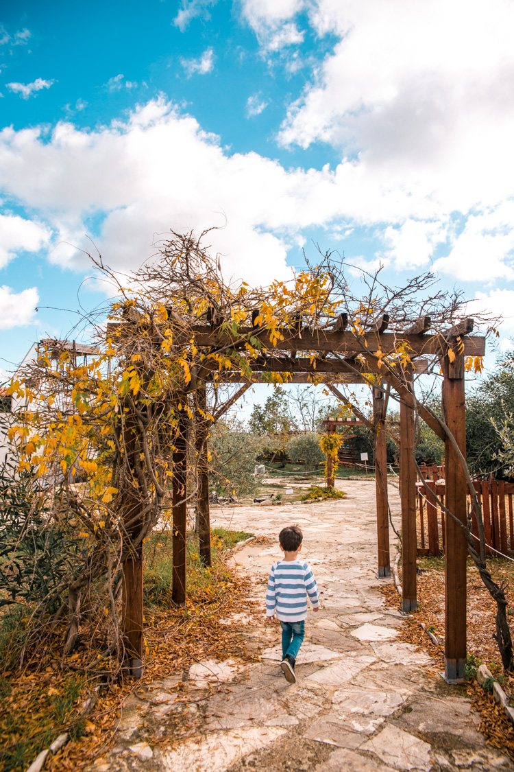 oleastro olive oil park and museum cyprus 18