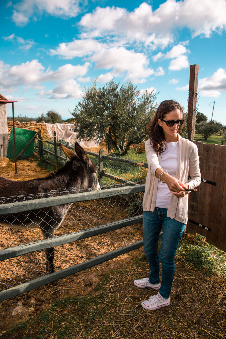 oleastro olive oil park and museum cyprus 28