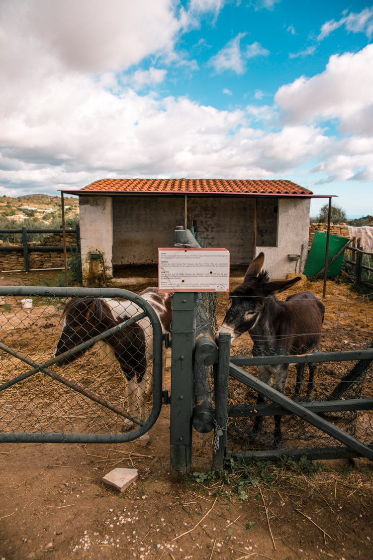 oleastro olive oil park and museum cyprus 32