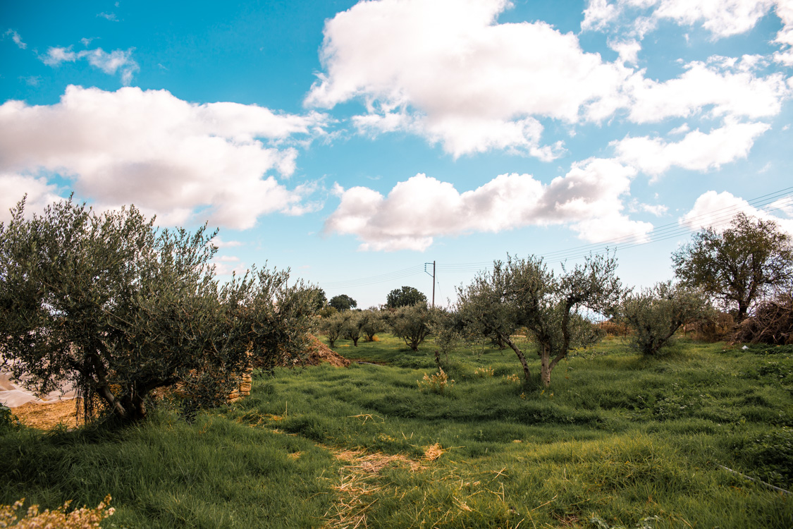 oleastro olive oil park and museum cyprus 33