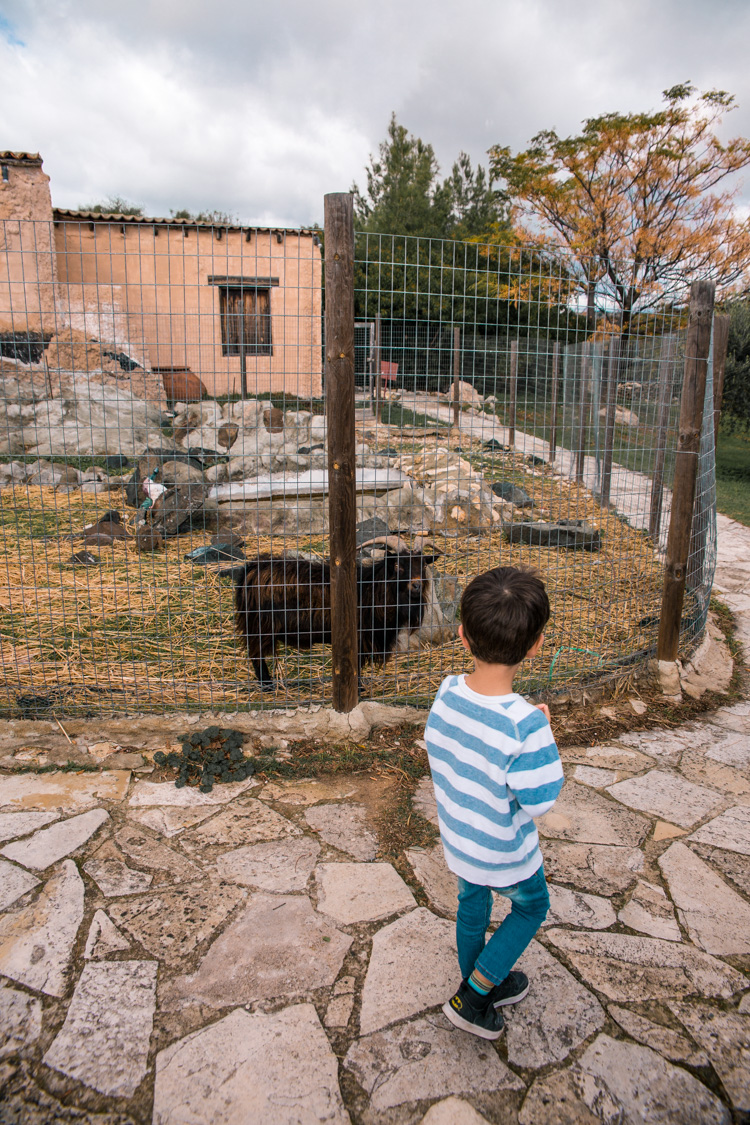 oleastro olive oil park and museum cyprus 34