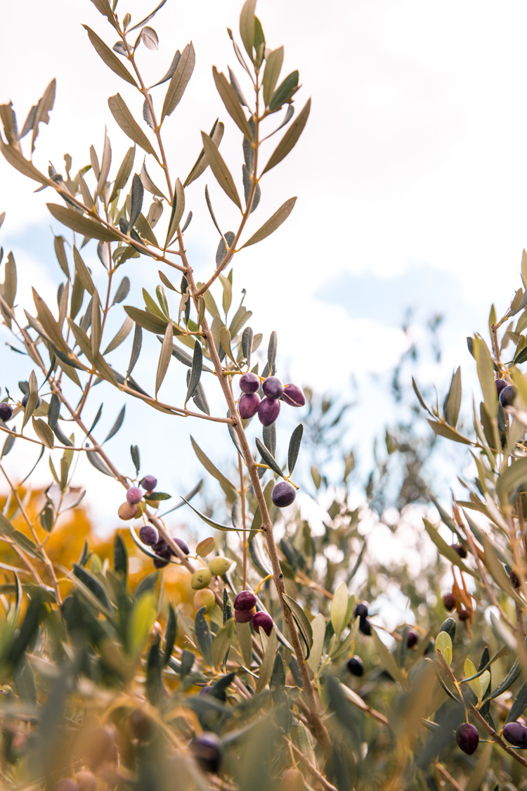 oleastro olive oil park and museum cyprus 42