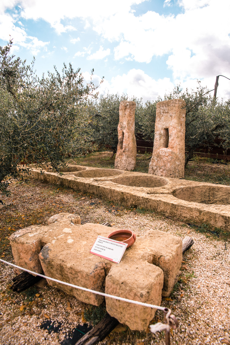 oleastro olive oil park and museum cyprus 44