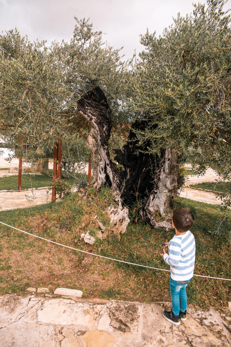 oleastro olive oil park and museum cyprus 53