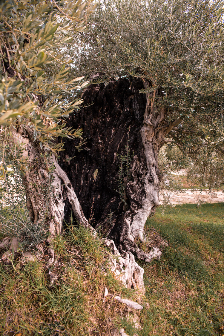 oleastro olive oil park and museum cyprus 54