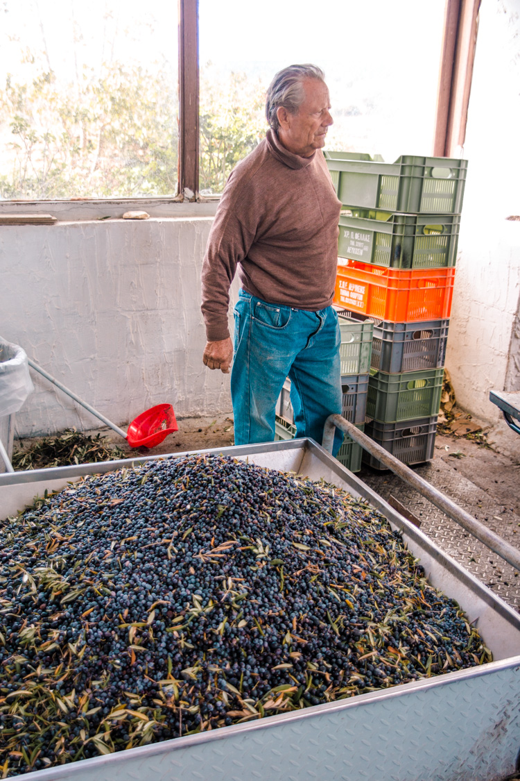 oleastro olive oil park and museum cyprus 6